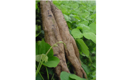 吃了這么多年的野生葛根粉，你吃對(duì)了嗎？