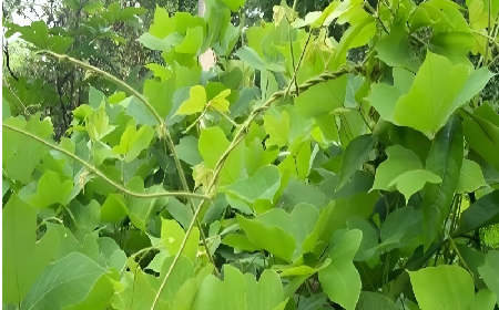 七夕寵妻狂魔就選它！二月風(fēng)雙有機野生葛根粉，健康又有文化味 
