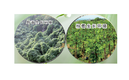 高學(xué)歷養(yǎng)生黨親測：這款雙有機野生葛根粉，憑什么成日常優(yōu)選？?