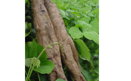 長期吃葛粉是養(yǎng)生還是傷身？科學(xué)解讀它的三大益處，讓你吃得更明白！