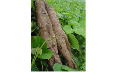 正宗的野生葛根粉，本質(zhì)是淀粉嗎？探秘千年本草中的自然饋贈