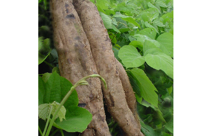 葛粉是什么？解鎖這份藏著千年文化與養(yǎng)生智慧的天然食材