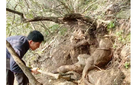 藏在隨州深山里的自然饋禮：二月風(fēng)有機野生葛根粉，守護孩子純粹成長